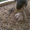 Adorable Fuzzy Peregrine Falcon Chicks Hatch On Central Park West